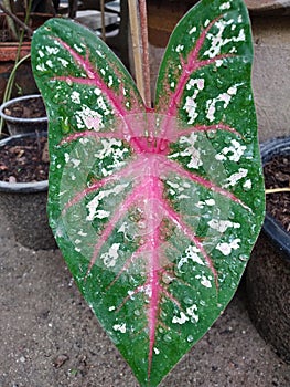 CaladiumÃ¢â¬â¹ bicolorÃ¢â¬â¹ PlantsÃ¢â¬â¹